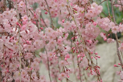 喜多方市のしだれ桜開花期における駐車場対策で、損保ジャパン日本興亜など4者が連携 画像