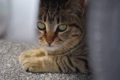 「猫がクルマに入り込んだ」JAFへの救援依頼、1か月で19件 画像