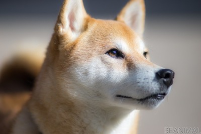［“命の商品化”を考える］改正された動物愛護法から見えるのは？ 画像