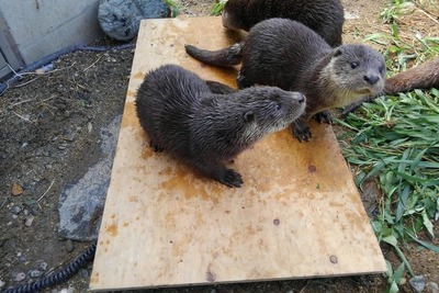 休館中の動物園・水族館10施設がSNSで投稿バトル…カワウソの成長記録、バイソンの子どもなど［リアニマル］ 画像