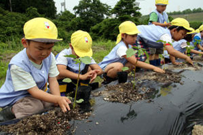 トヨタ車体、近隣幼稚園児らとケナフを植栽 画像