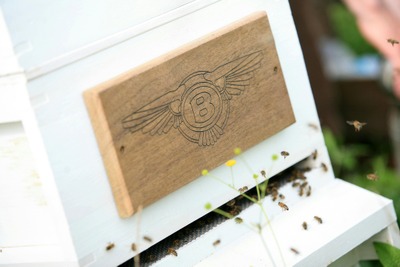 ベントレー、「世界ミツバチの日」に合わせて養蜂を再開…新型コロナによる休止を解除 画像