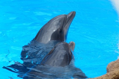水族館ですくすく育つ赤ちゃんたち、成長の様子を配信　まとめ［リアニマル］ 画像