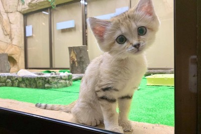 旅好きが選ぶ！ 動物園・水族館ランキング2020［リアニマル］ 画像