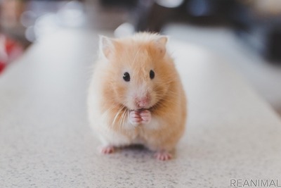 ハムスターってどんな動物？…生態や飼い方の注意点［リアニマル］ 画像