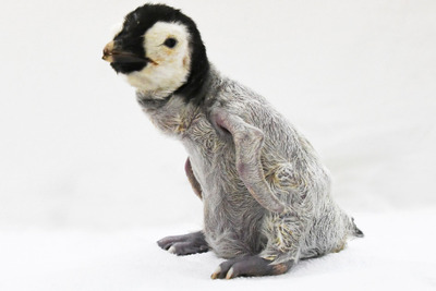 アドベンチャーワールド、エンペラーペンギンの赤ちゃんを公開　10月9日から［リアニマル］ 画像