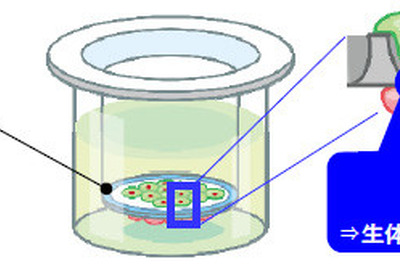 ハンドルの技術を活用して新薬　豊田合成が細胞の培養技術を開発 画像