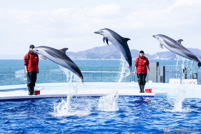 JAFフェスティバルを四国水族館で開催…エサやり体験も　12月5日 画像