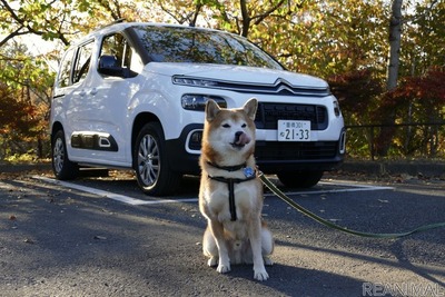 【柴犬ハルの気になるクルマ】シトロエン ベルランゴ…帯にするにも襷にするにも自由自在 画像