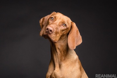 犬がなりやすい病気：肺水腫編…血液や体内の液体成分が溜まり呼吸困難に［リアニマル］ 画像