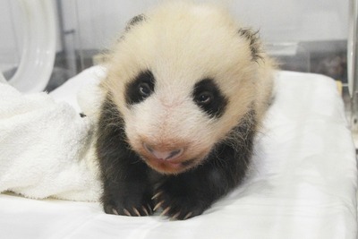 パンダの赤ちゃん、目が開いた！ まだぼんやり…名前を募集中［リアニマル］ 画像