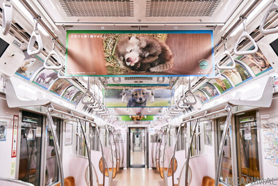 動物園の人気者たちが電車をジャック！ 「深い癒やしトレイン」走行中 画像
