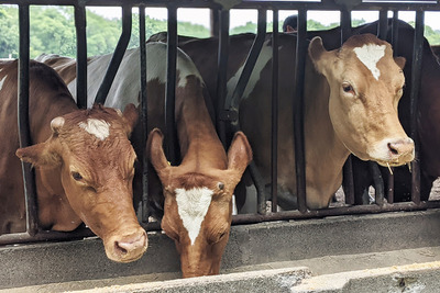 家畜ふん尿から天然ガスを製造、豊田通商が米国マーセドパイプライン社へ出資 画像