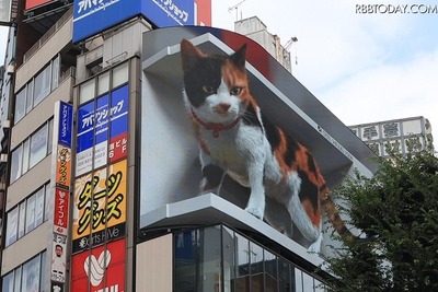 巨大な三毛猫がビルに！ 東京・新宿駅前の広告ビジョン 画像