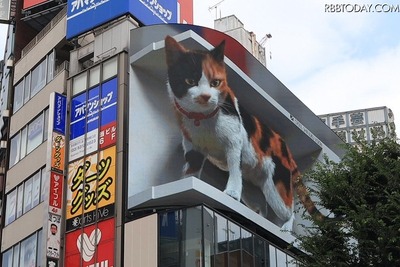 巨大な三毛猫がビルに! 東京・新宿駅前の広告ビジョン 画像