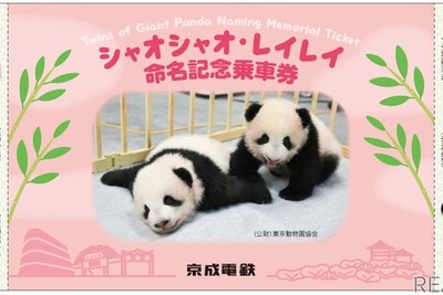 双子のパンダ「シャオシャオ・レイレイ」誕生…記念乗車券や電車のヘッドマークも　京成電鉄 画像