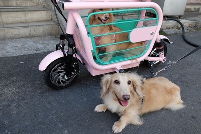 愛犬と一緒に乗れるEバイク登場、折りたたんで車載も可能 画像