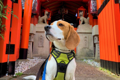 愛犬と一緒に参拝できる神社ベスト20…健康祈願やお守りも　くるまの旅ナビ 画像