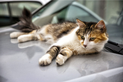 猫がエンジンルームに…JAF救援要請は1か月で21件 画像