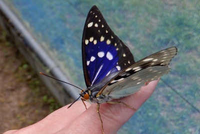 タイヤテストコースで国蝶のオオムラサキが羽化…住友ゴム工業 画像