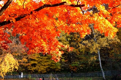 ドライブで紅葉狩り---Yahoo! MAPが「全国紅葉マップ 2022」を提供 画像