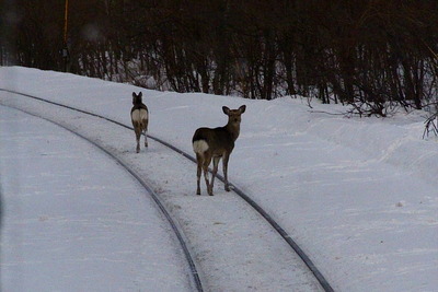 JR北海道で野生動物との衝突運休が急増…回避策に減速運転　12月5日から 画像