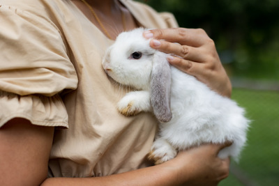 うさぎ、かわいいね---こんなウサギグッズがありました 画像