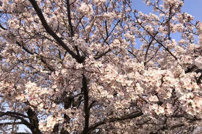 【全国開花予想】お花見スポットを教えてください…アンケート 画像