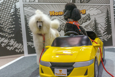 N-BOXとフリード+で愛犬に優しく飼い主に便利なクルマの使い方、ホンダアクセスが提案…インターペット2023 画像