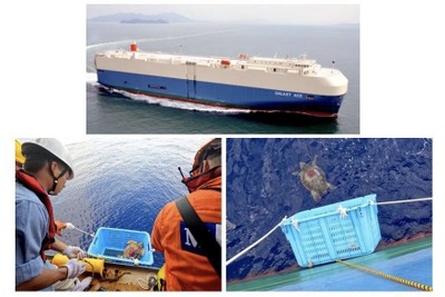 アカウミガメも運ぶ自動車運搬船---太平洋熱回廊の謎 画像