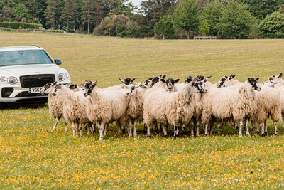 ベントレー、愛犬家の祭典「グッドウーフ2024」に参加…SUV『ベンテイガ」が羊飼いに 画像