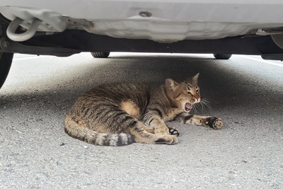 意外ニャ! 6月に急増、猫のエンジンルーム侵入…要注意 画像