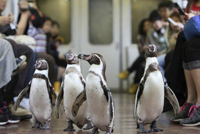 【夏休み】電車の中でペンギンとふれあう 画像