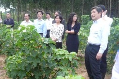 出光興産、バイオディーゼル事業化に向けてベトナムの栽培面積を拡大 画像