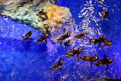 国内最大級のペンギンプール…すみだ水族館公開 画像