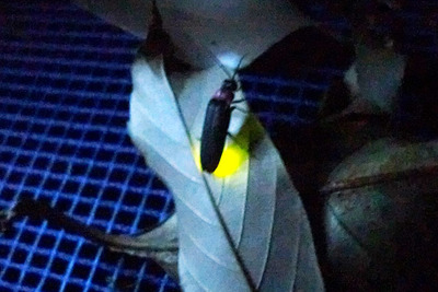 ブリヂストン、ホタルの鑑賞会を実施…自然の大切さを子ども達へ 画像