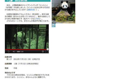 上野動物園パンダの赤ちゃん、映像と鳴き声をネット公開 画像