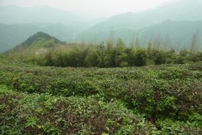 杭州 日本茶の原点を見に行く(7)径山寺と茶 画像