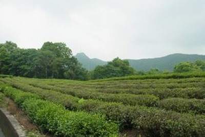 杭州 日本茶の原点を見に行く（2） 中天竺へ 画像