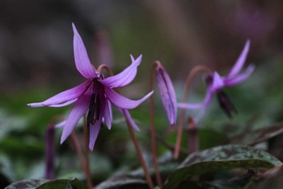 筑波観光鉄道、筑波山神社正式参拝とカタクリの花散策ハイキング開催 画像