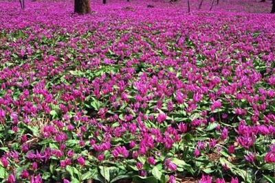 秋田内陸縦貫鉄道、さくら開花に合わせ増発列車と車両増結 画像