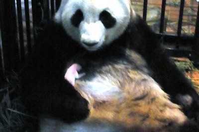 パンダ2頭、年内にもマレーシアに到着へ 画像