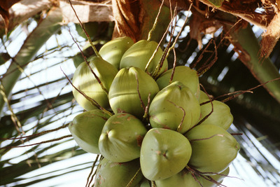 日本人のロングステイ滞在先、マレーシアが7年連続1位に 画像