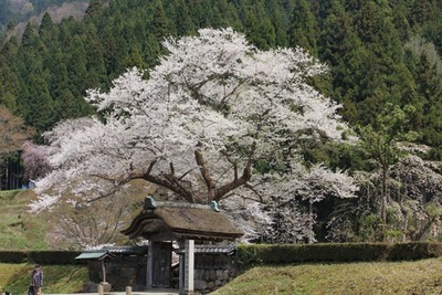 福井県、一乗谷朝倉氏遺跡内周遊バス「朝倉ゆめまる号」運行中…12月8日まで 画像