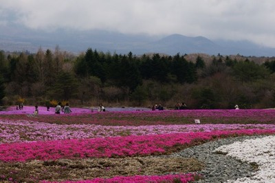 芝桜と富士山の競演、ゴールデンウィークに見頃 画像
