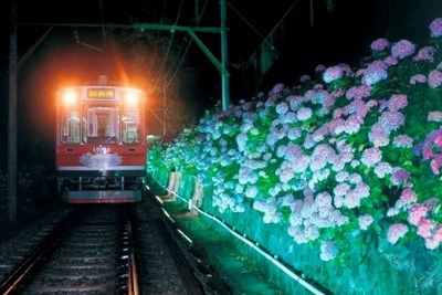 箱根登山鉄道、初夏の箱根の風物詩「夜のあじさい号」を6月28日より運行 画像