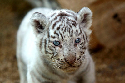 【ゴールデンウィーク】東武動物公園のホワイタタイガー赤ちゃん…写真蔵 画像