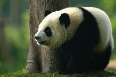 ジャイアントパンダの双子をマドリードから中国に空輸 画像