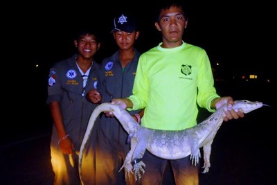 オオトカゲがニワトリがぶり　タイ北部スコータイ 画像
