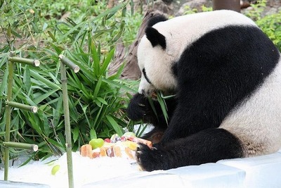 チェンマイ動物園のパパパンダ、１３歳に 画像